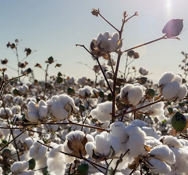 コットン